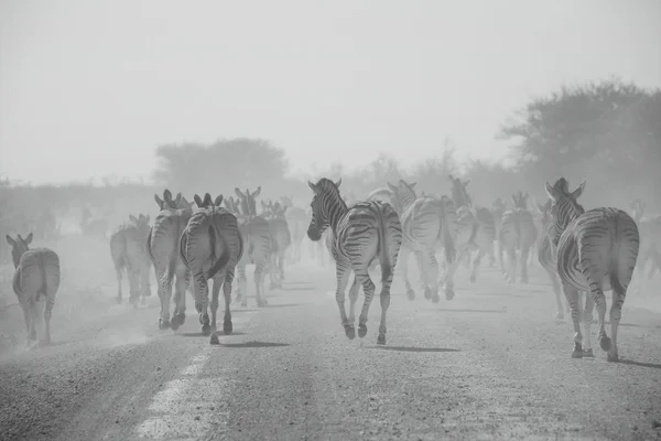 Una manada de cebras en el parque nacional de Etosha — Foto de Stock