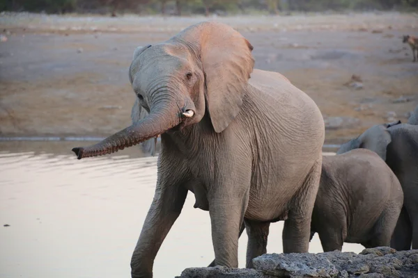 Un énorme éléphant dans le parc national d'etosha — Photo