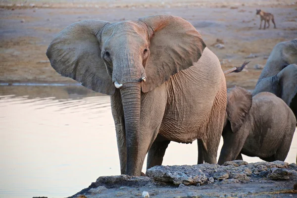 Un énorme éléphant dans le parc national d'etosha — Photo