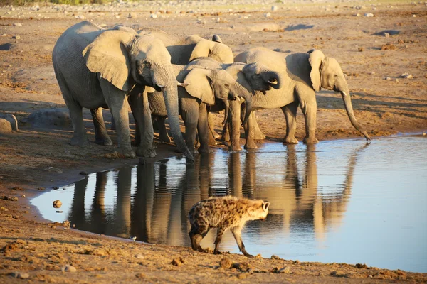 Egy hiéna nézett etosha elefántok — Stock Fotó