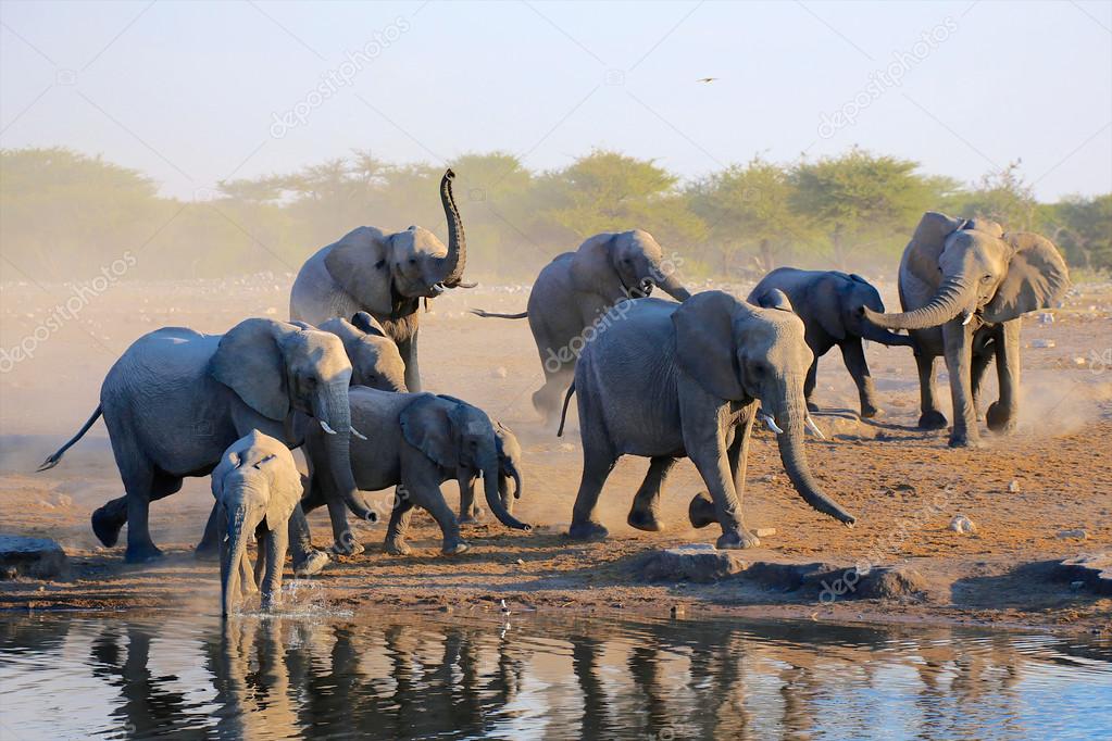a group of elephants at water hole in etosha 