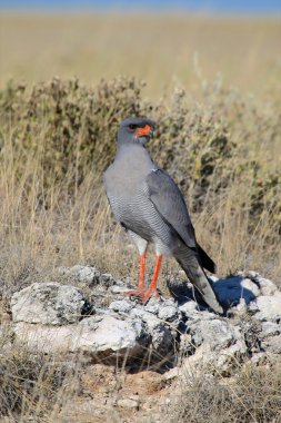 bir soluk ilahi-çakır etkin Ulusal Parkı
