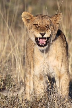 Harika bebek aslan etkin olarak