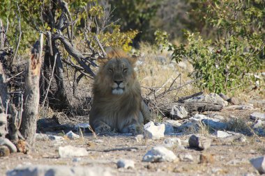 Harika bir erkek aslan etkin Namibya