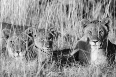 Aslanlar etkin ulusal parl yılında Namibya