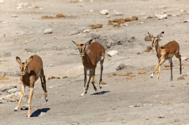 etkin ulusal Park'ta üç impalas