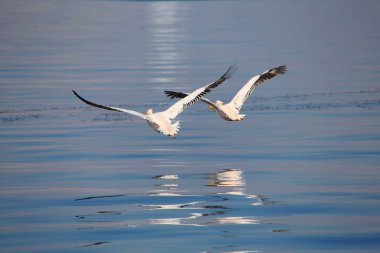 iki harika beyaz Pelikan Walvis bay adlı uçan