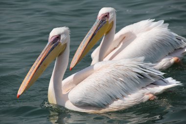 walvis Bay Denizi'nde iki harika beyaz Pelikan