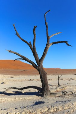 deadvlei Namibya harika ölü ağaca