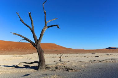 deadvlei Namibya harika ölü ağaca