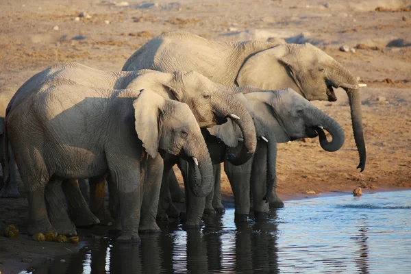 Un gran grupo de elefantes bebiendo en etosha — Foto de Stock