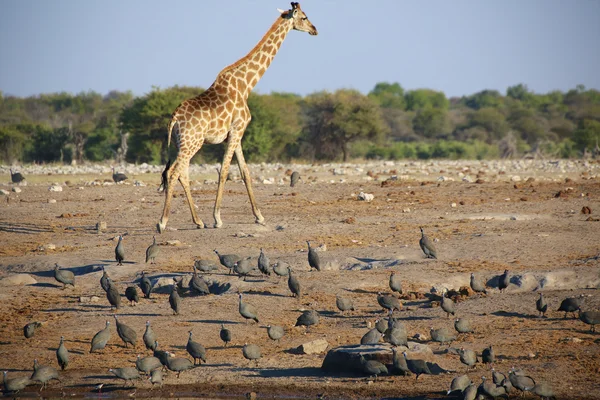 Un folto gruppo di faraone in etosha — Foto Stock