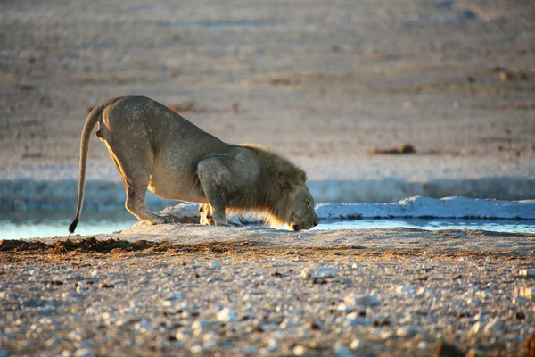 Un lion eau potable dans le parc national etosha namibia — Photo