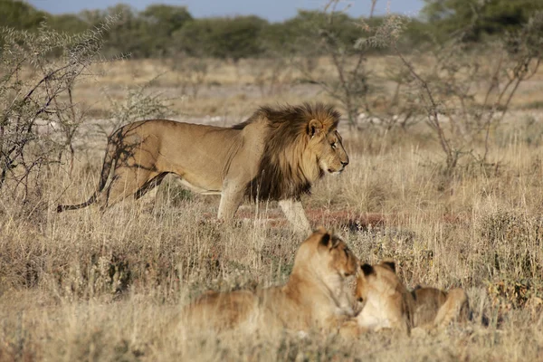 Lev v Namibie národní park etosha — Stock fotografie