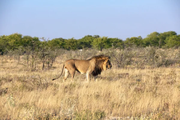 Lev v Namibie národní park etosha — Stock fotografie