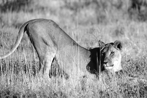 Een leeuwin in etosha nationaal park namibie — Stockfoto