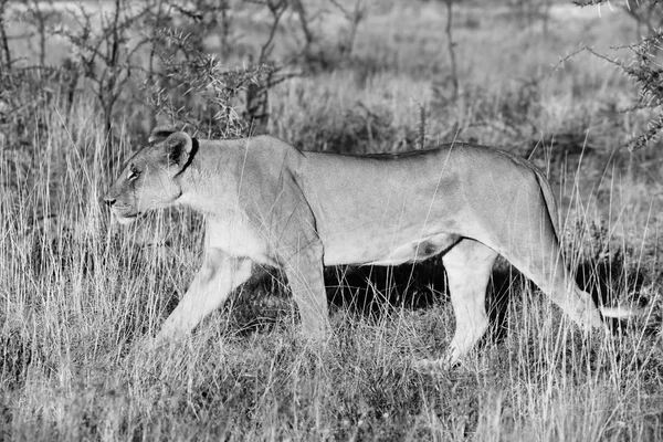 Uma leoa no parque nacional de etosha namibie — Fotografia de Stock