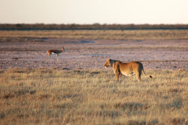 En lejoninna i etosha national park namibie — Stockfoto