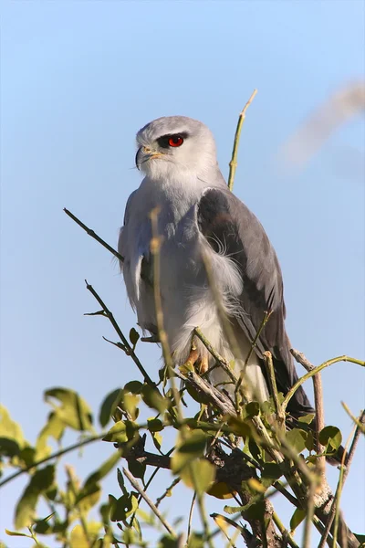 Um papagaio-de-ombro-preto magnífico no parque nacional de etosha — Fotografia de Stock