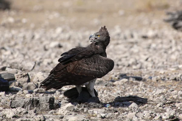 Wojownik zbrojny jedzenie perliczki w parku narodowym etosha namibia — Zdjęcie stockowe