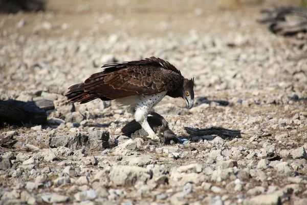 Un águila marcial matando a una pintada en el parque nacional de etosha namibia —  Fotos de Stock
