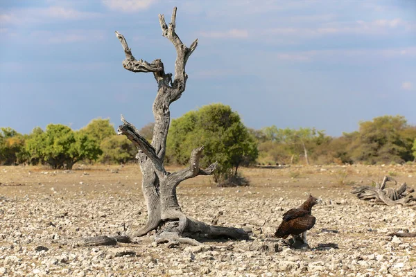 Un aigle martial près d'un arbre mort dans le parc national d'etosha — Photo