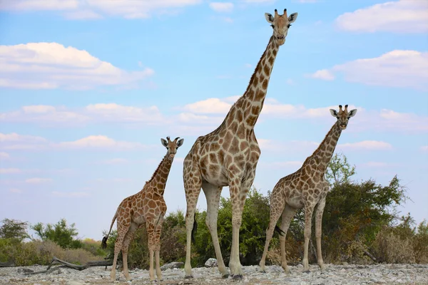 En mamma och två barn giraffer i etosha national park namibia — Stockfoto