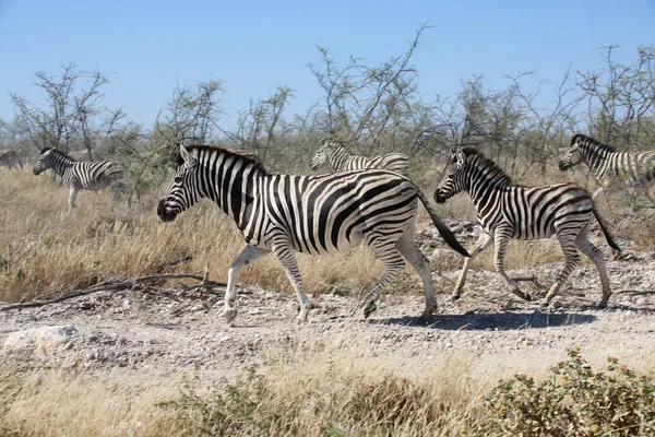 Una madre cebra y su bebé en el parque nacional etosha —  Fotos de Stock