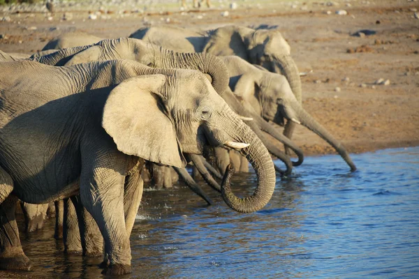 En trevlig grupp av elefanter dricksvatten i etosha — Stockfoto