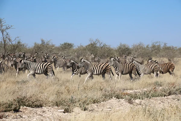 Un beau groupe de zèbres dans le parc national d'etosha — Photo