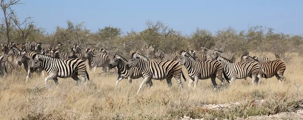 Un bel gruppo di zebre nel parco nazionale di etosha — Foto Stock