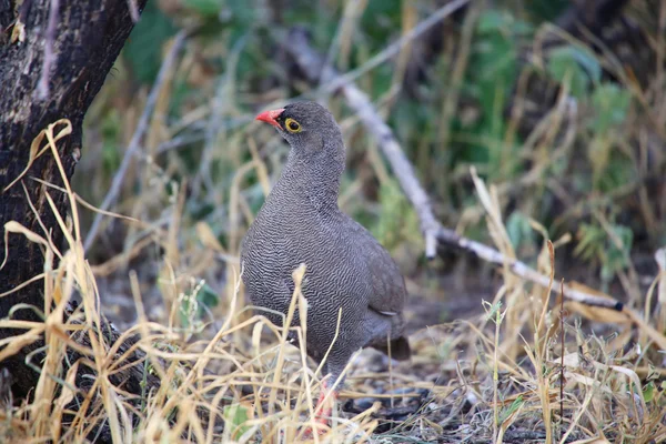 En Rödnäbbad francolin i etosha national parl — Stockfoto