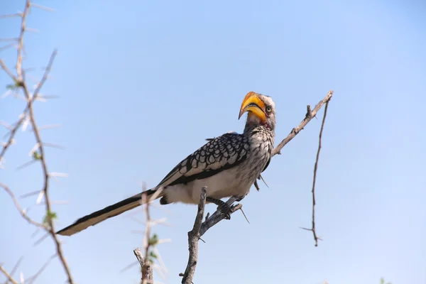 Ein Rotschnabelvogel im Etoscha-Nationalpark — Stockfoto