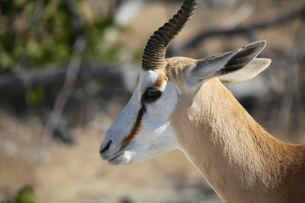 Um springbok close-up no parque nacional de etosha — Fotografia de Stock