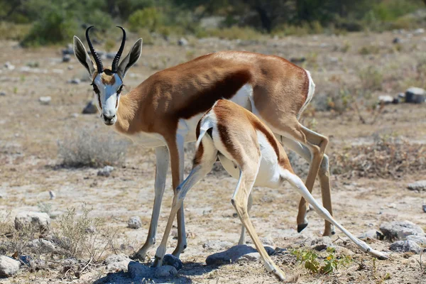 Antilopa skákavá se svým dítětem v etosha — Stock fotografie