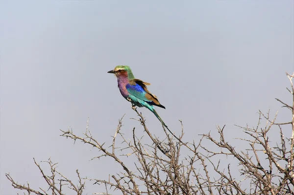 A wonderful lilac-breasted roller in etosha — Stock Photo, Image