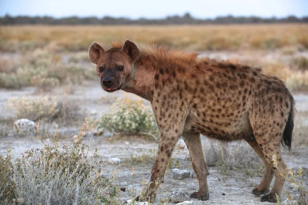 En underbar Fläckig hyena i etosha namibia — Stockfoto