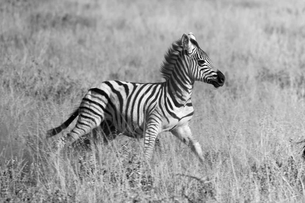 Uma jovem zebra caminhando no parque nacional de etosha — Fotografia de Stock