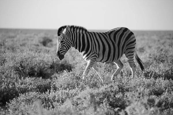 En zebra i svart och vitt i etosha national park — Stockfoto