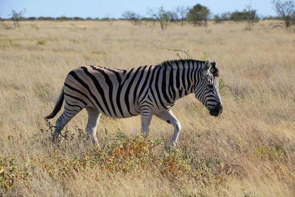 Una cebra caminando en la sabana en el parque nacional etosha —  Fotos de Stock