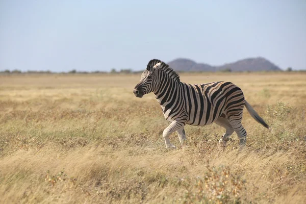 A zebra walking in the savanna at etosha — Stock Photo, Image