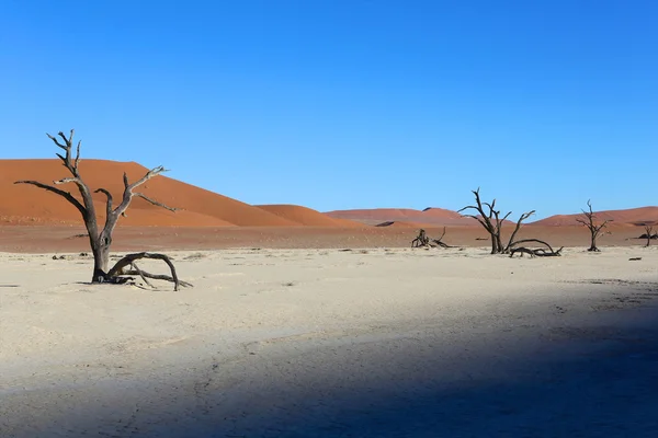 Incredibili alberi morti in namibia deadvlei — Foto Stock