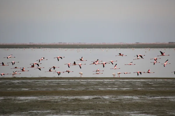 Volo incredibile di fenicotteri nella baia di Walvis — Foto Stock