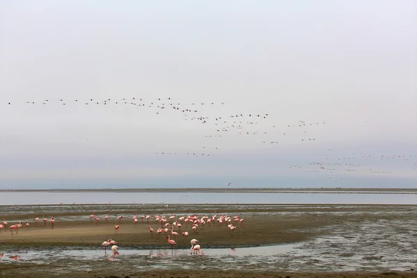 Flamingolar walvis Bay inanılmaz uçuş — Stok fotoğraf