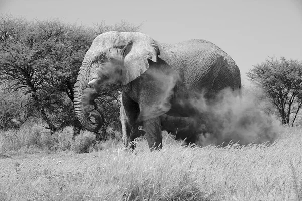 Elefantti, jolla on pölyä etoshan kansallispuistossa — kuvapankkivalokuva