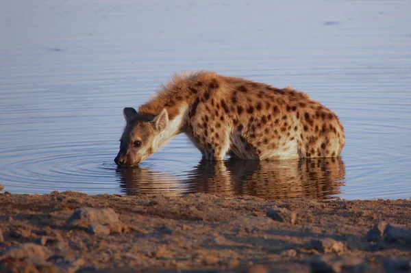 An hyena drinking water in etosha national park — Stock Photo, Image