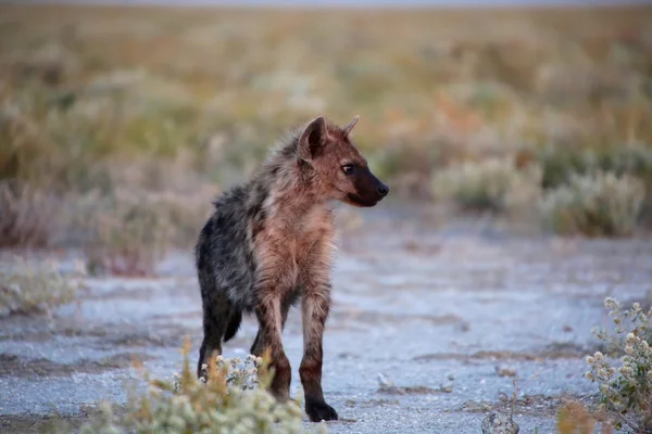 En hyena i etosha national park namibia — Stockfoto