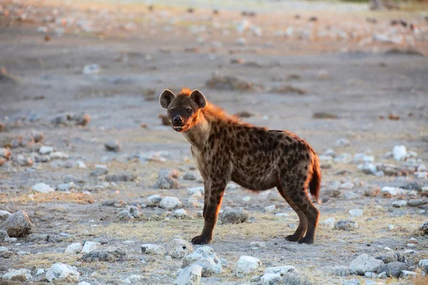 En hyena i etosha national park namibia — Stockfoto