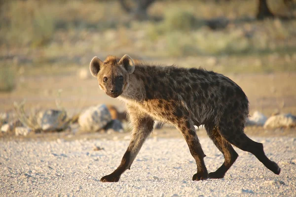 Hyena, chůzi na cestě v národním parku etosha — Stock fotografie