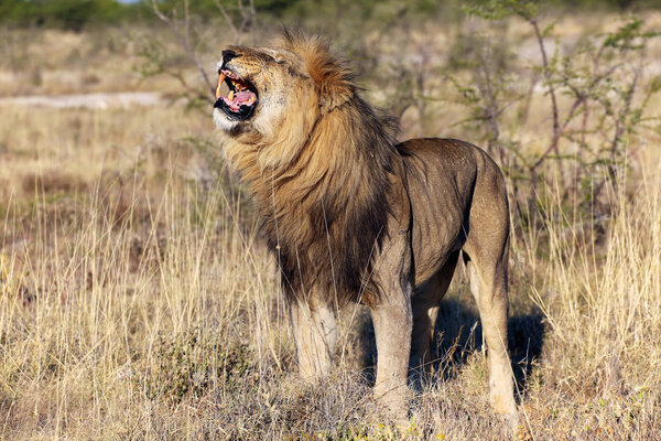 An old lion in etosha national park